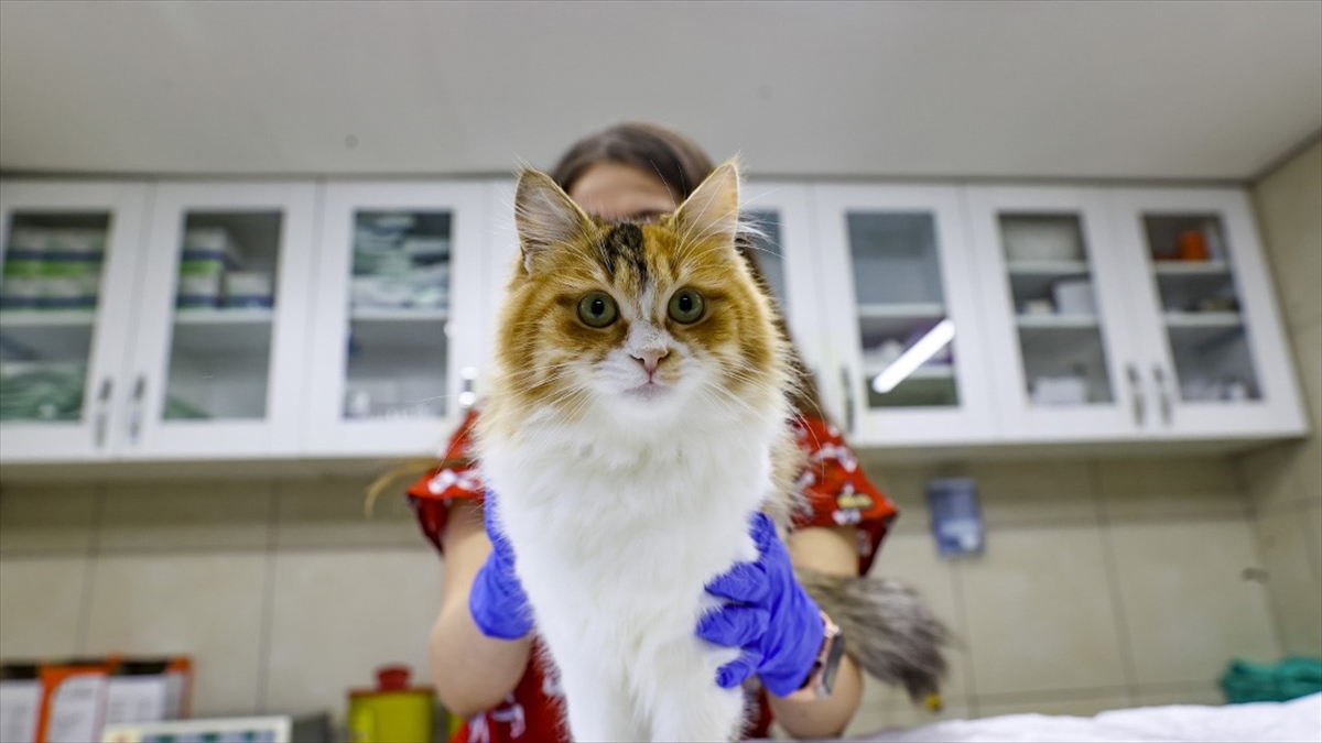 Ev Hayvanlarının Kayıt Altına Alınması Çalışmaları Devam Ediyor