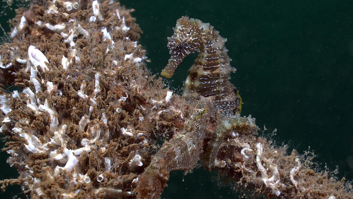 İzmit Körfezi'nin Derinliklerinde Denizatları Görüntülendi