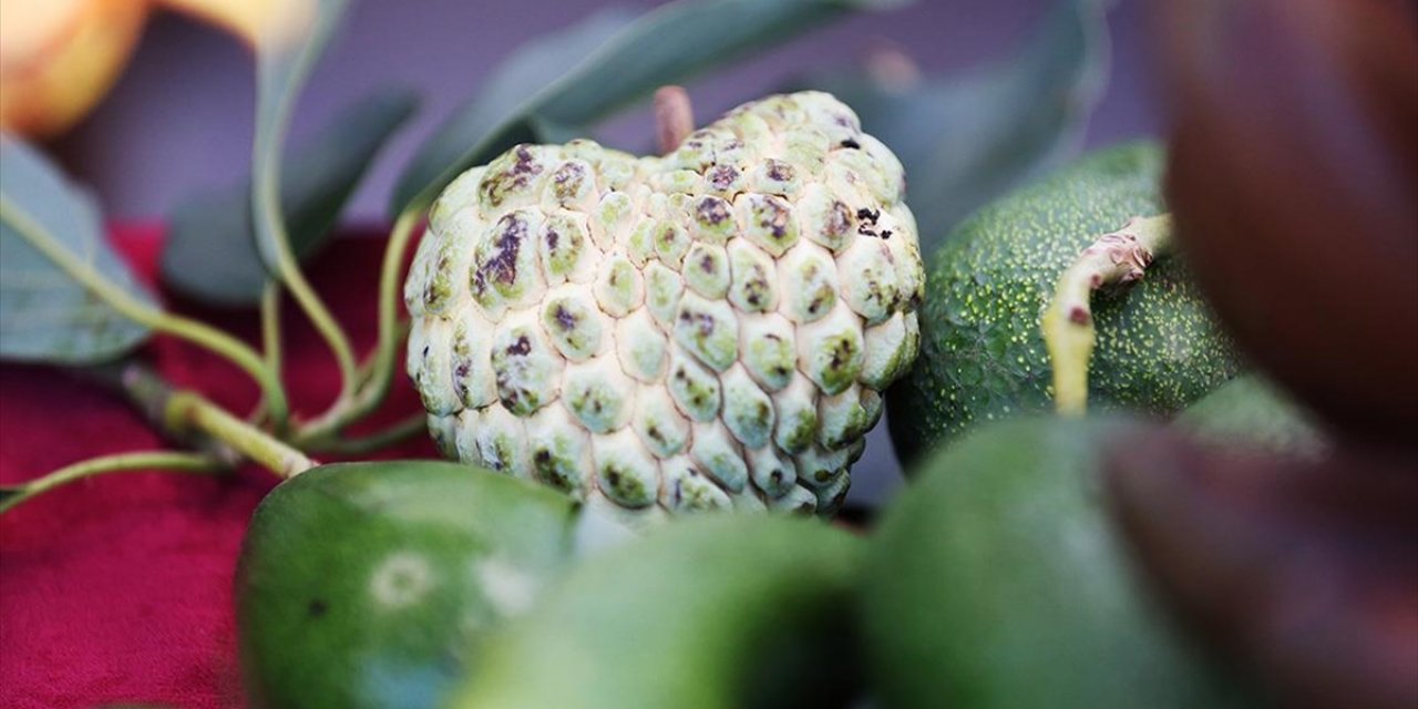 Alanya'da Tropikal Meyve Atemoyanın Üretimi De Yaygınlaşacak