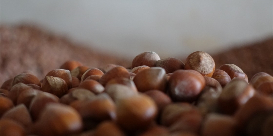 Fındıkta 5 Milyar Dolarlık İhracat Hedefi