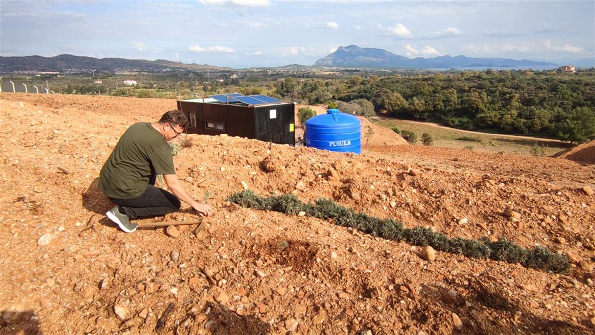 Datça'da Lavanta Ve Tıbbi Bitki Fidanları Toprakla Buluşturuldu