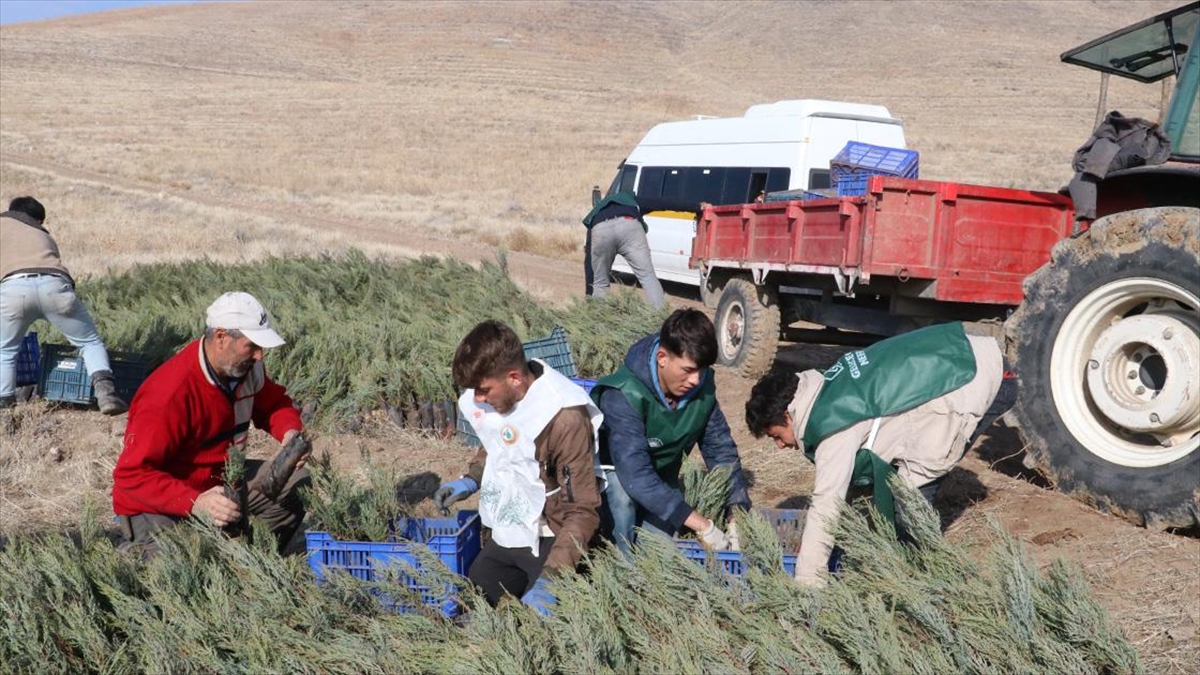 Ağaçlandırma Seferberliğiyle Yozgat'ın Bozkırı Yeşile Dönüşüyor