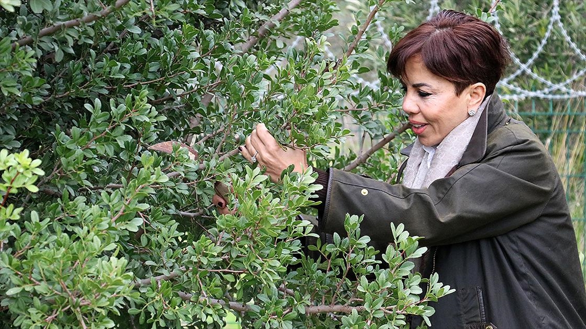 Çeşme'yi Sakız Ağacıyla Yeşillendirmek İçin Fidan Üreticisi Oldu