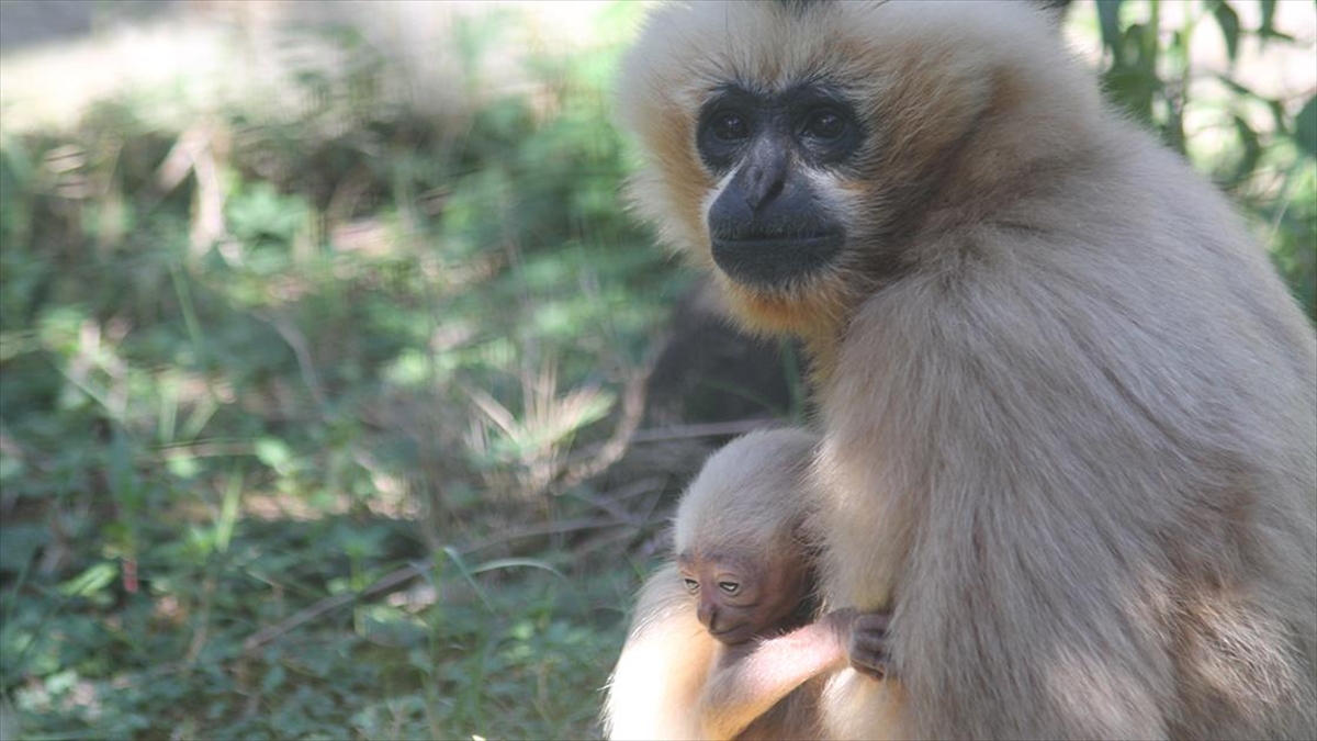 Kocaeli'deki Hayvanat Bahçesinde Bu Yıl 23 Türde 93 Yavru Doğdu