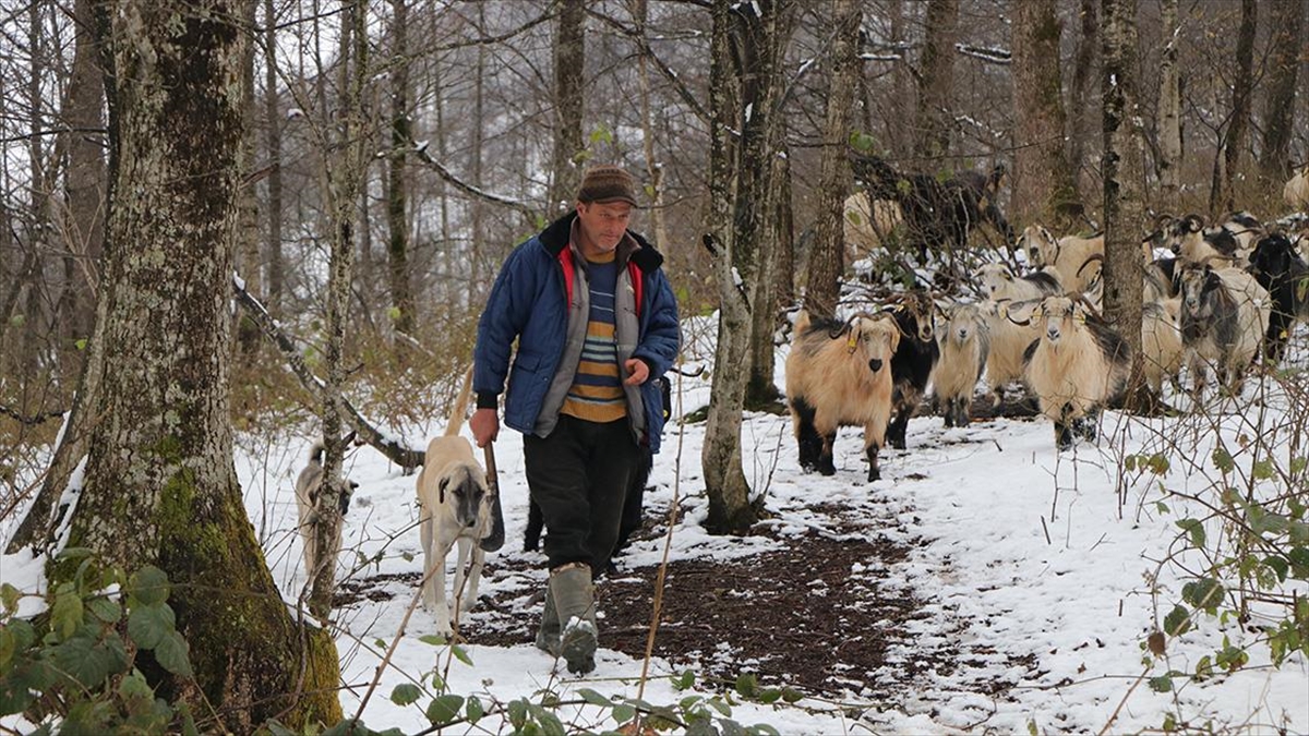 Keçileriyle Karlı Yamaçlarda Günde 8 Saat Yol Katediyor