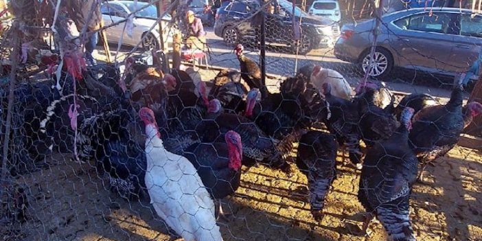 Yılbaşı Hindileri Elde Kaldı!