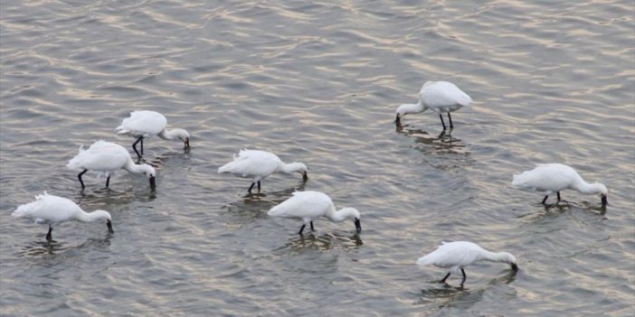 Yalova'daki Hersek Lagünü'nde Kuş Türü Sayısı 250'ye Yükseldi