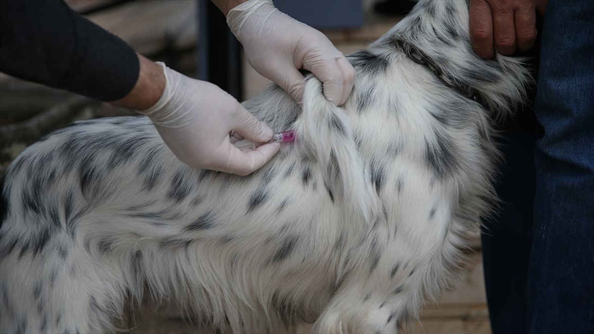 Kimliklendirilen Ev Hayvanı Sayısı 1,4 Milyonu Aştı