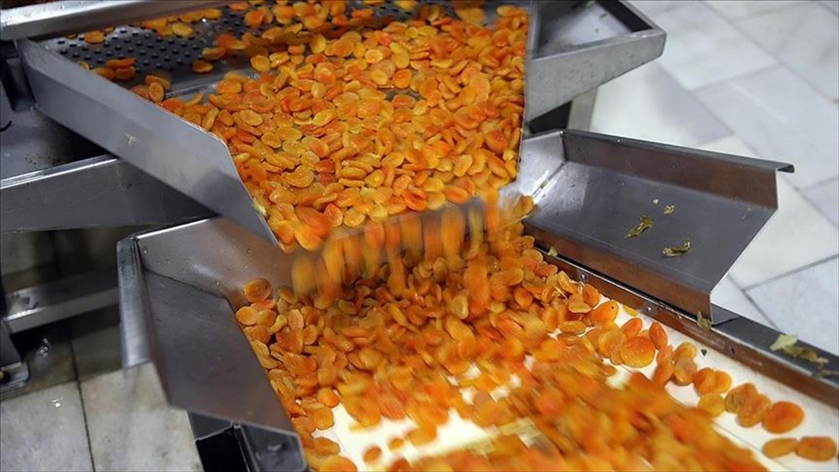 Kuru Kayısı İhracatından 402 Milyon Dolar Elde Edildi