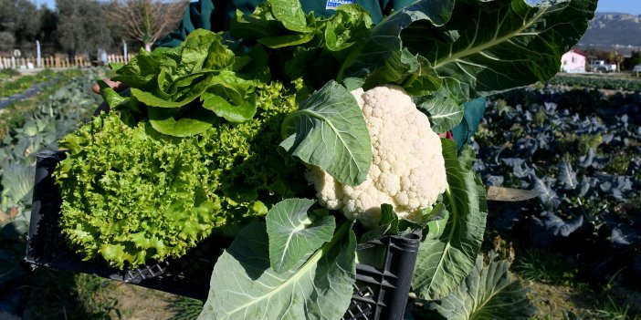 ADABAHÇE KIŞ HASADI KUŞADASI’NA BEREKET GETİRDİ