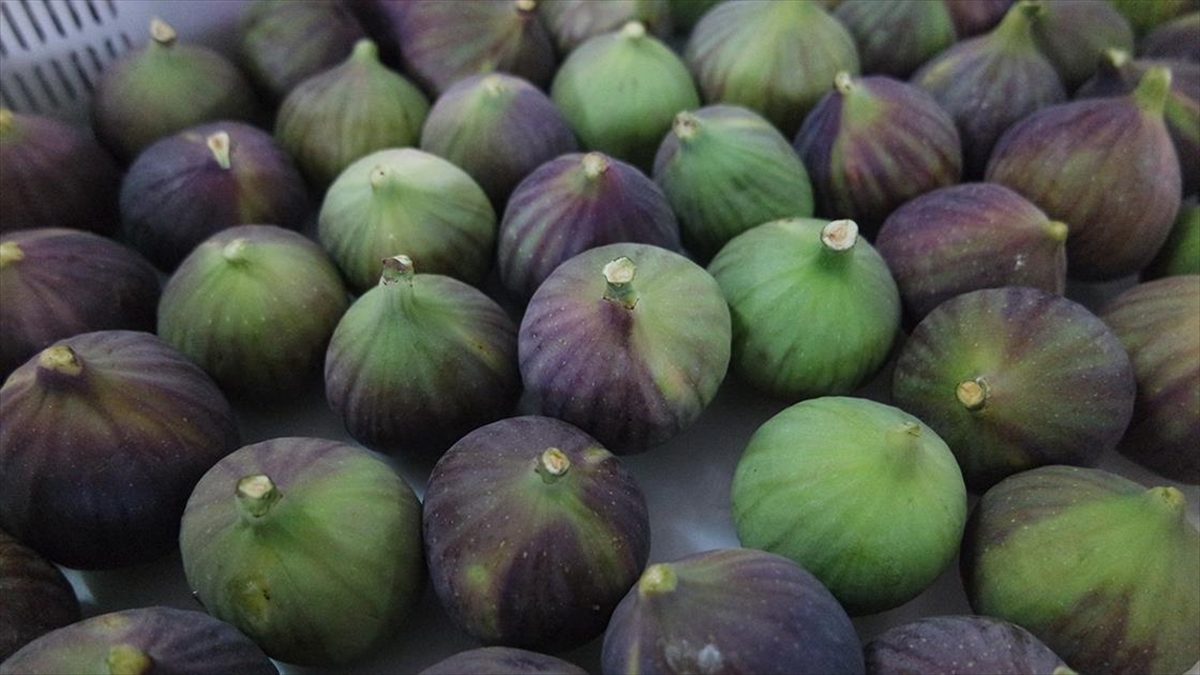 Uludağ Yaş Meyve Sebze İhracatçıları Birliği 175 Milyon Dolarlık İhracat Hedefliyor