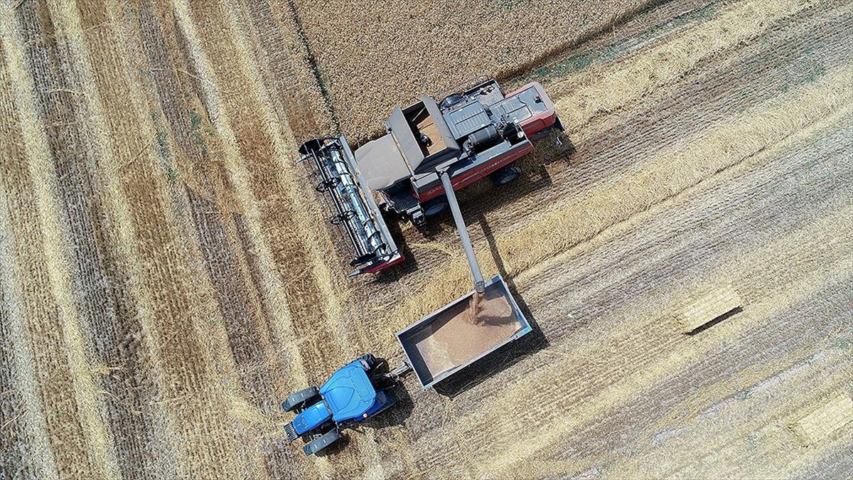 Buğdayda 2023 İhracat Hedefi 5 Milyar Dolar