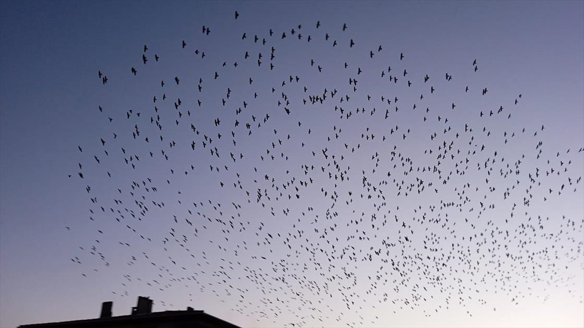Balıkesir'de Sığırcık Kuşlarından Görsel Şölen