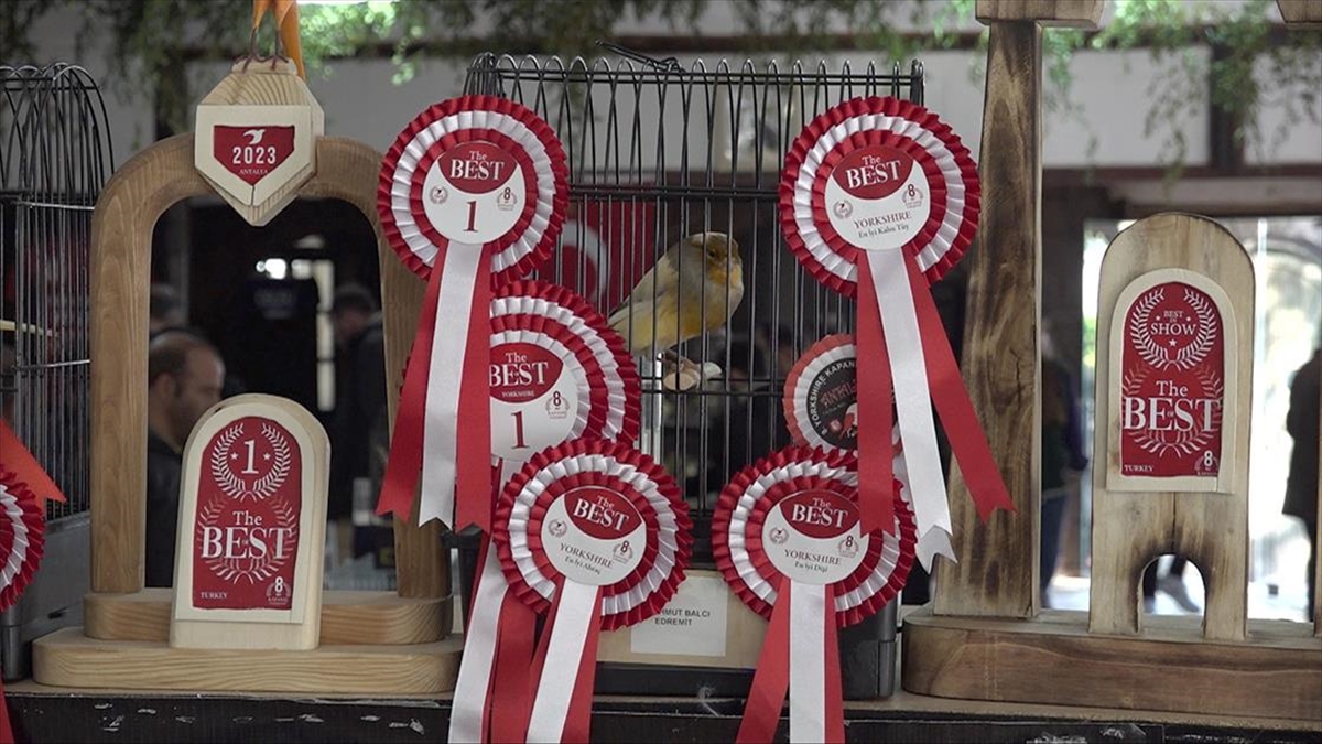 Antalya’da  En Güzel Kanaryalar Yarıştı