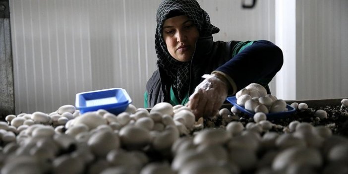 Devlet Desteğiyle Kurulan Tesiste Günlük 3 Ton Mantar Üretiliyor