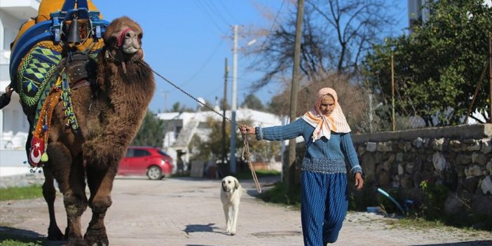 Bodrum'un "deveci Annesi"ne İlgilendiği İki Devesi Yoldaş Oldu