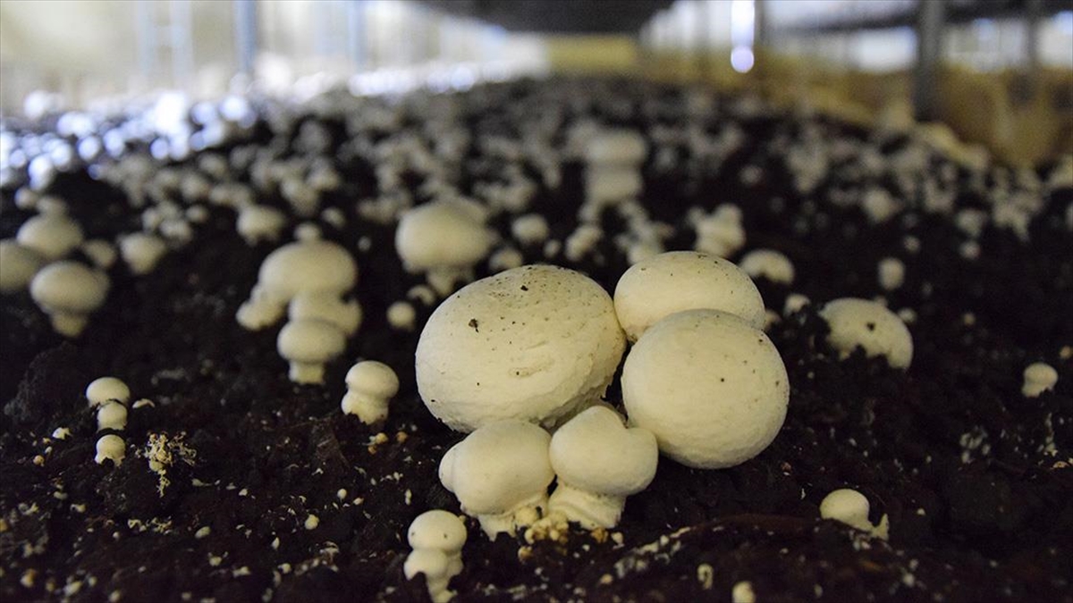 Bilecikli Girişimci Kültür Mantarı Üretmek İçin Devlet Desteğiyle Tesis Kurdu