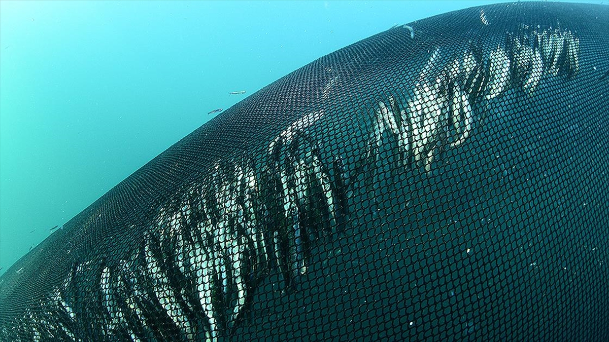 Akdeniz Ve Karadeniz'de Aşırı Avlanma Azalsa Da Sürdürülebilirlik Sağlanamadı