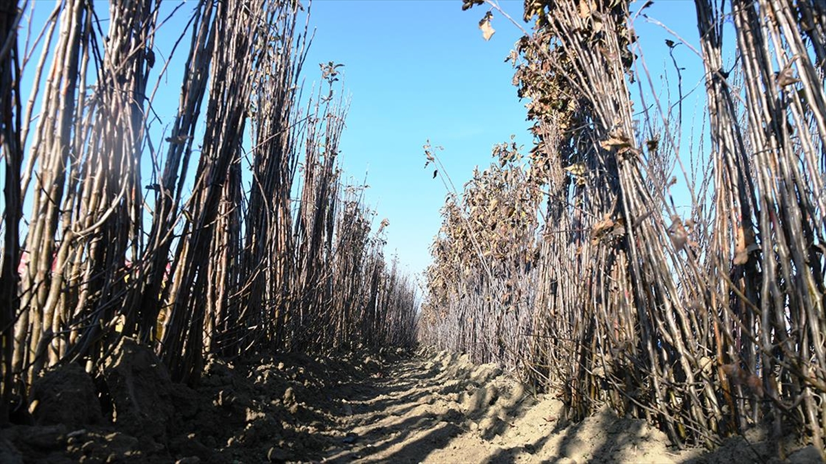 Çanakkale'den Bulgaristan Ve Türk Cumhuriyetlerine Fidan İhracatı Devam Ediyor