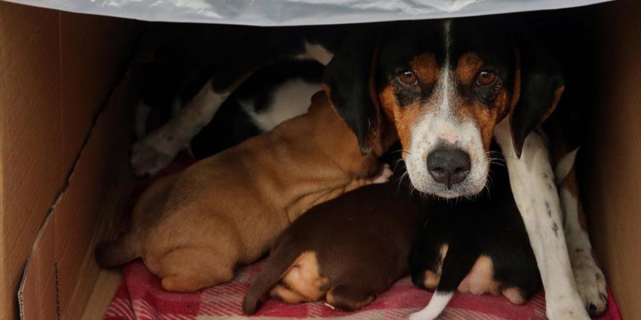 Durakta Doğum Yapan Köpek Ve Yavrularına Taksiciler Sahip Çıktı