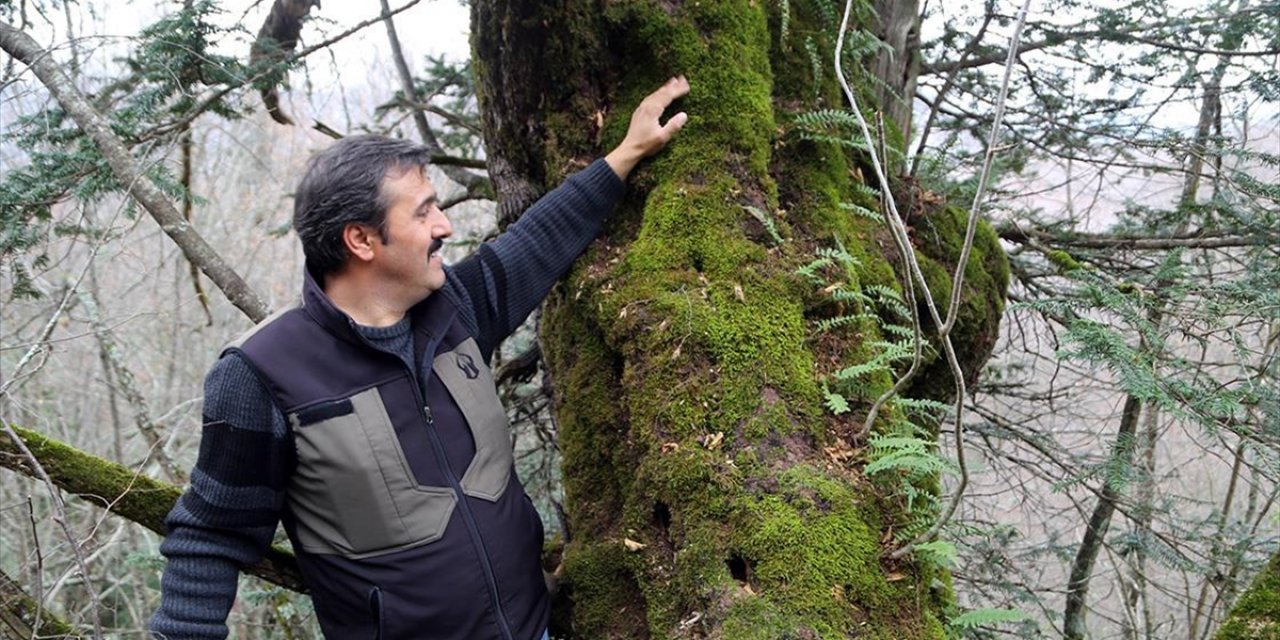 661 Yıllık Kayacık Ağacı Koruma Altına Alınacak