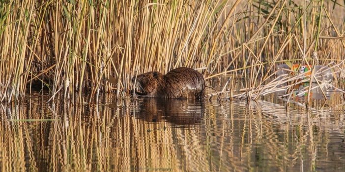 Su Maymununun Beslenme Anı Kameraya Yansıdı