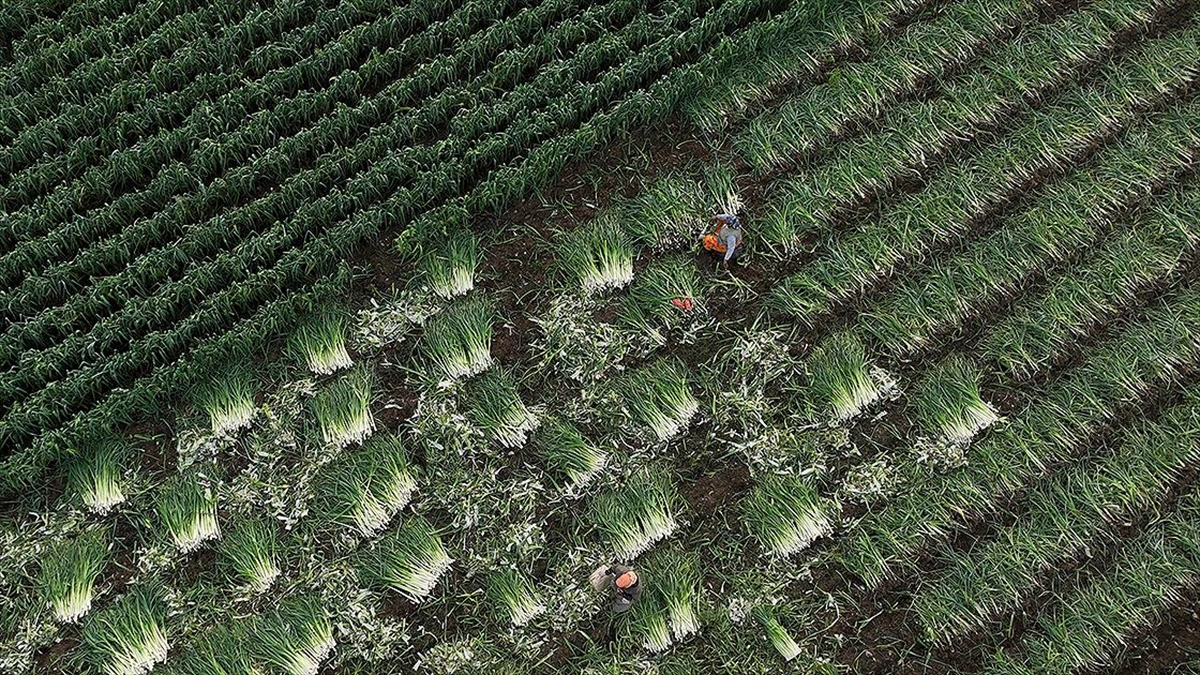 Yağışların Gecikmesi Kışlık Sebzede Rekolteyi Düşürmedi