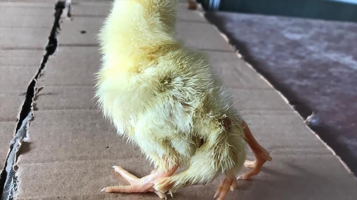 Kahramanmaraş'ta Yumurtadan Dört Ayaklı Civciv Çıktı