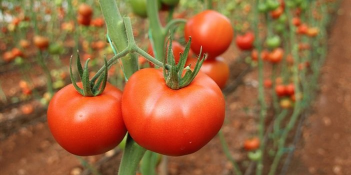 54 Ülkeye 377 Milyon Dolarlık Domates İhraç Edildi
