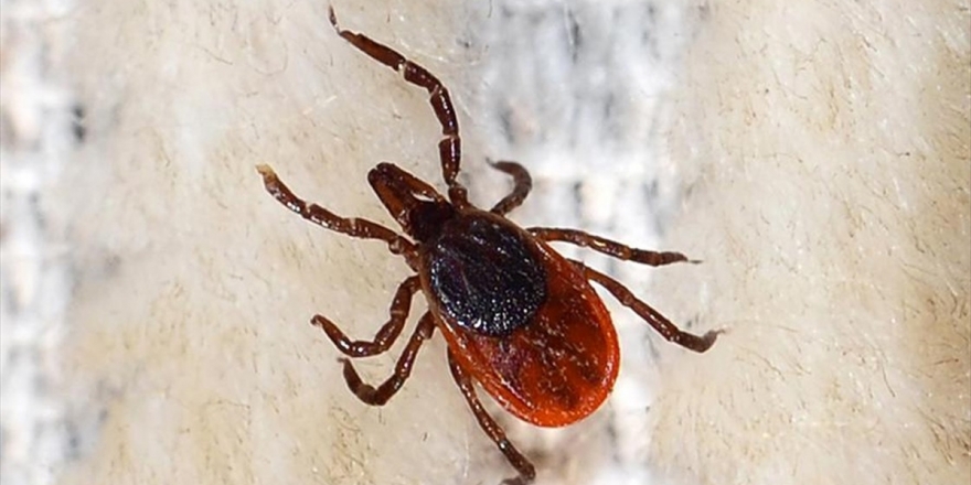 'Kkka'da Destek Tedavisi Çok Önemli'