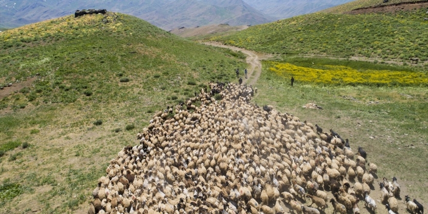 Huzura Kavuşan Faraşin Yaylası'nda Göçer Sayısı Artıyor