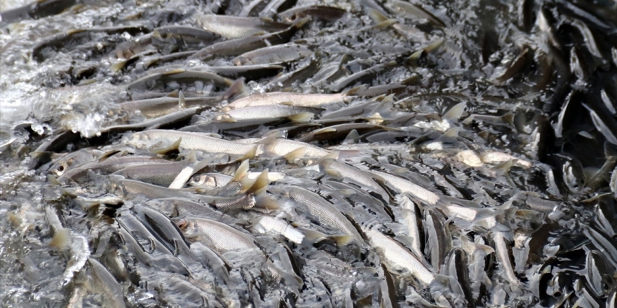 İnci Kefali Dönüş Yolculuğunda