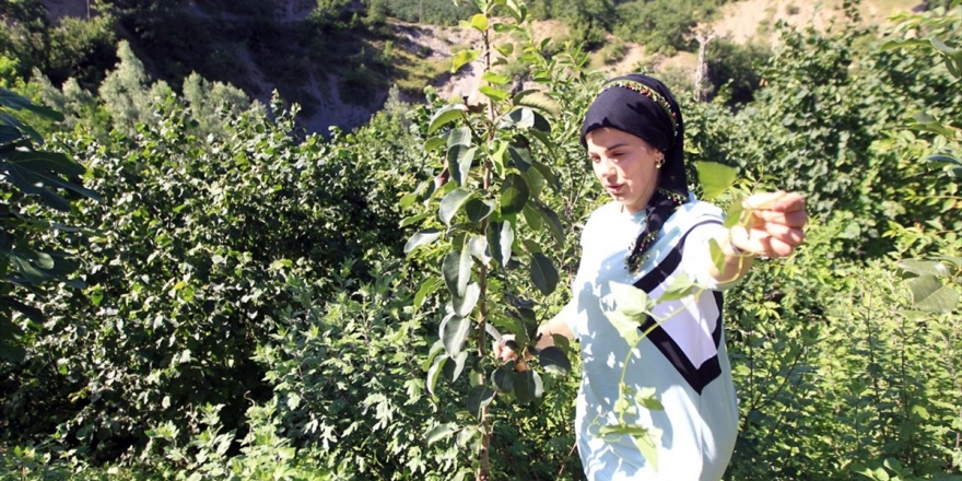 Doğada Dolaşıp Yabani Meyve Ağaçlarını Aşılıyor