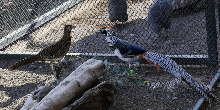 Osmanlı Mirası "sultan Tavuğu" Pursaklar'da Yetiştiriliyor