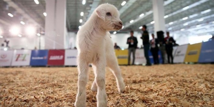 Hayvancılık Sektörü İçin Bu Yıl Yaklaşık 1 Milyar Lira Ödenek Ayrıldı
