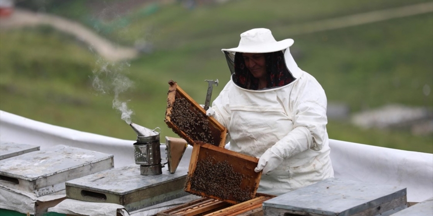 Anzer Balının Kilogramı Bin Lira Oldu