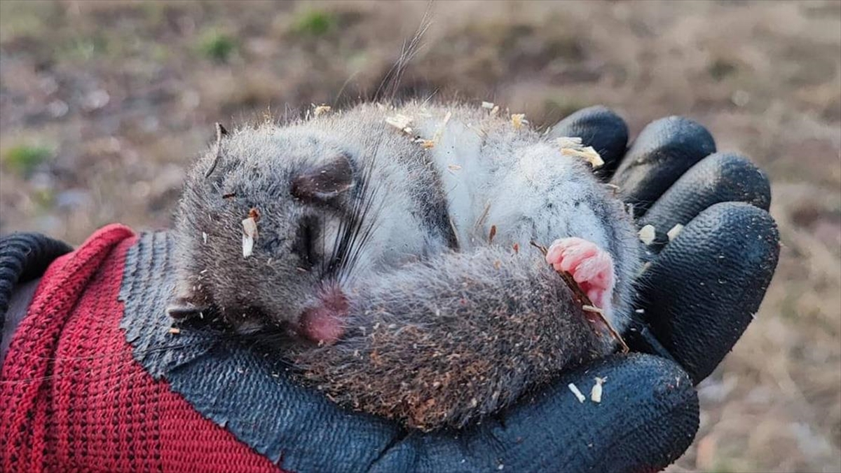 Kastamonu'da Nesli Tehlike Altında Olan Yediuyur Görüldü