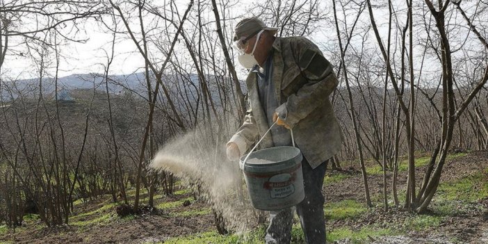 Sakarya'da Fındıkta Aside Karşı "granül Kireçli" Önlem
