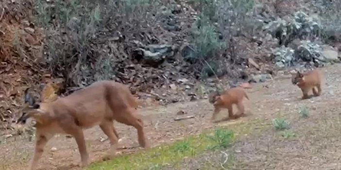 Muğla'da Nesli Tükenme Tehlikesindeki Karakulak Ve İki Yavrusu Fotokapanla Görüntülendi
