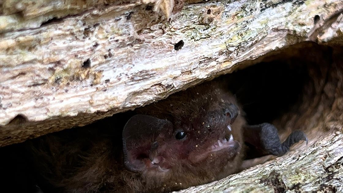 Ormanlardaki Yaşlı Ağaçlar Yaban Hayvanlarının Barınmasında Önemli Rol Oynuyor