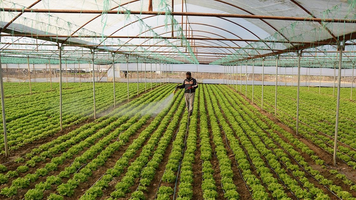 Orta Sakarya Vadisi'ndeki Sebze Üretiminden 30 Bin Kişi Geçimini Sağlıyor