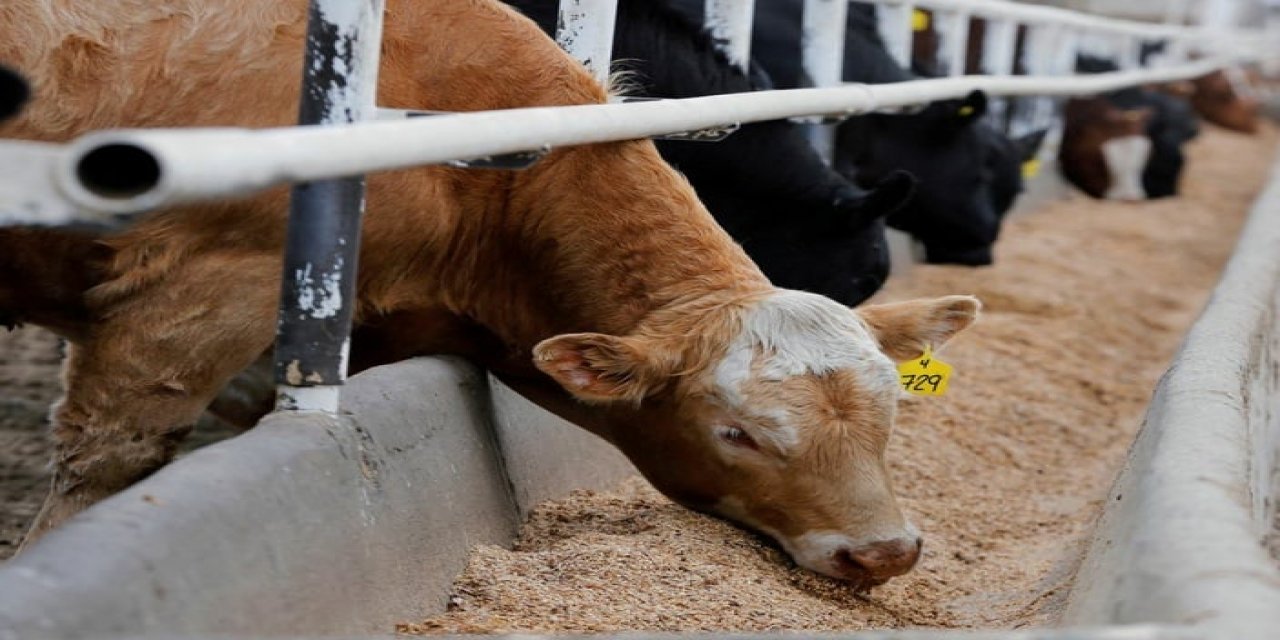 Bill Gates, ineklerin gaz çıkarmasına karşı harekete geçti