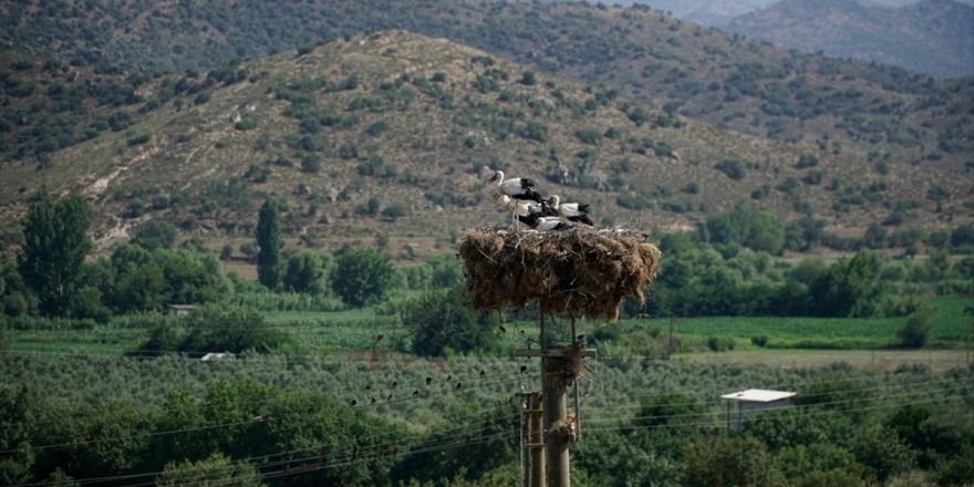 Ege'de Leylekler İçin Bin 390 Yuva Yapıldı