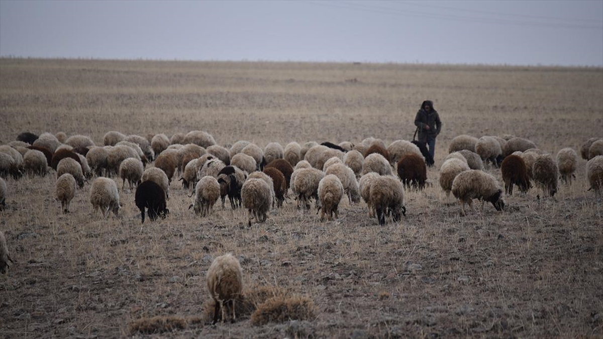 Kar Yağmayınca Besiciler "yem Masraflarından Tasarruf" İçin Hayvanlarını Meraya Çıkardı