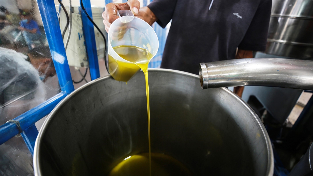 Zeytinyağı İşletmelerinin Çevreye Olumsuz Etkilerini Azaltacak Genelge Yürürlüğe Girdi