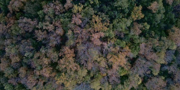 Kuraklık Orman Varlığını Ve Biyoçeşitliliği De Tehdit Ediyor