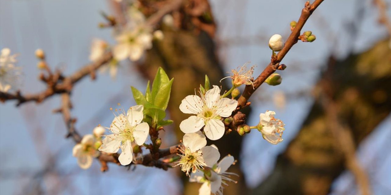 Uşak Ve Manisa'da Erik Ağaçları Çiçek Açtı