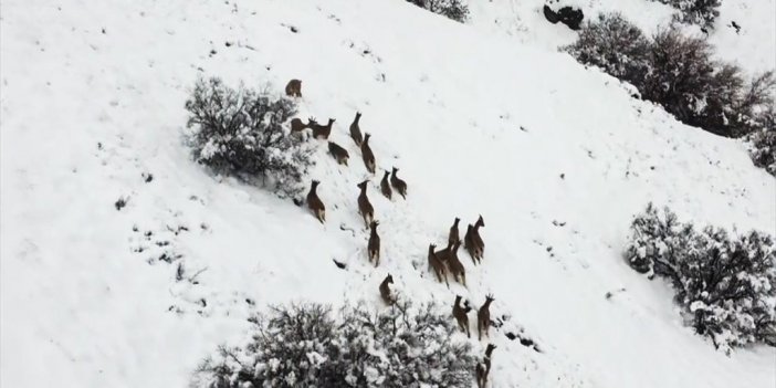 Elazığ'da Kar Üstünde Yiyecek Arayan Dağ Keçileri Dron İle Görüntülendi