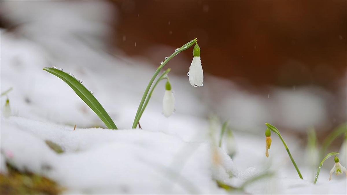 Sakarya'da Karla Kaplanan Çam Dağı'nda Kardelenler Görüntülendi
