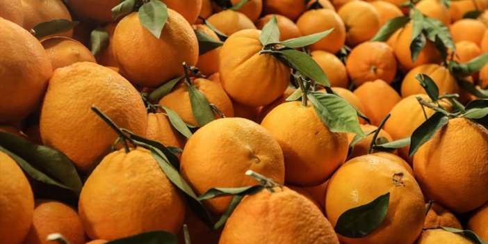 Rusya'ya Narenciye İhracatı Son 5 Yılda Sürekli Arttı